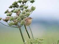 Acrocephalus schoenobaenus 42, Rietzanger, Saxifraga-Luuk Vermeer