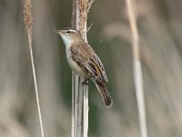 Acrocephalus schoenobaenus 45, Rietzanger, Saxifraga-Luuk Vermeer