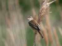 Acrocephalus schoenobaenus 62, Rietzanger, Saxifraga-Luuk Vermeer