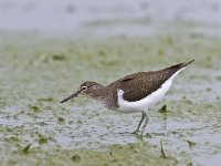 Actitis hypoleucos 10, Oeverloper, Saxifraga-Rik Kruit