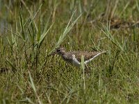 Actitis hypoleucos 13, Oeverloper, Saxifraga-Jan van der Straaten