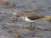 Actitis hypoleucos 3, Oeverloper, Saxifraga-Piet Munsterman