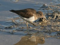 Actitis hypoleucos 4, Oeverloper, Saxifraga-Luc Hoogenstein