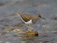 Actitis hypoleucos 7, Oeverloper, Saxifraga-Piet Munsterman