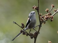 Aegithalos caudatus 12, Staartmees, Saxifraga-Piet Munsterman