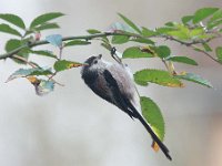 Aegithalos caudatus 61, Staartmees, Saxifraga-Luuk Vermeer