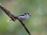 Aegithalos caudatus 74, Staartmees, Saxifraga-Luuk Vermeer