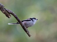 Aegithalos caudatus 76, Staartmees, Saxifraga-Luuk Vermeer