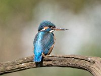 Alcedo atthis 101, IJsvogel, Saxifraga-Luuk Vermeer