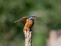 Alcedo atthis 105, IJsvogel, Saxifraga-Luuk Vermeer