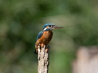 Alcedo atthis 106, IJsvogel, Saxifraga-Luuk Vermeer