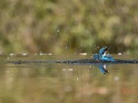 Alcedo atthis 110, IJsvogel, Saxifraga-Luuk Vermeer