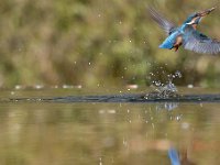 Alcedo atthis 111, IJsvogel, Saxifraga-Luuk Vermeer