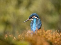 Alcedo atthis 113, IJsvogel, Saxifraga-Luuk Vermeer