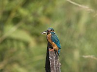 Alcedo atthis 12, female, IJsvogel, Saxifraga-Martin Mollet