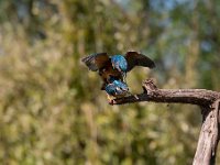 Alcedo atthis 120, IJsvogel, Saxifraga-Luuk Vermeer