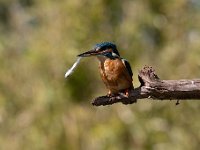 Alcedo atthis 121, IJsvogel, Saxifraga-Luuk Vermeer