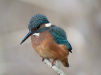 Alcedo atthis 123, IJsvogel, Saxifraga-Luuk Vermeer