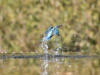 Alcedo atthis 128, IJsvogel, Saxifraga-Luuk Vermeer