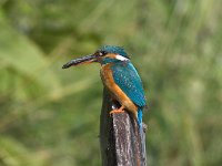 Alcedo atthis 13, female, IJsvogel, Saxifraga-Martin Mollet