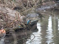 Alcedo atthis 131, IJsvogel, Saxifraga-Luuk Vermeer