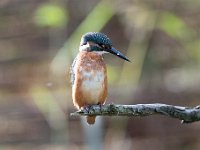 Alcedo atthis 135, IJsvogel, Saxifraga-Luuk Vermeer