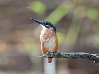 Alcedo atthis 136, IJsvogel, Saxifraga-Luuk Vermeer