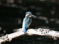 Alcedo atthis 138, IJsvogel, Saxifraga-Luuk Vermeer