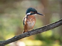 Alcedo atthis 141, IJsvogel, Saxifraga-Luuk Vermeer