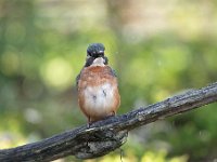 Alcedo atthis 143, IJsvogel, Saxifraga-Luuk Vermeer