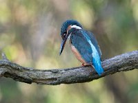 Alcedo atthis 165, IJsvogel, Saxifraga-Luuk Vermeer