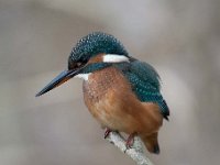 Alcedo atthis 168, IJsvogel, Saxifraga-Luuk Vermeer