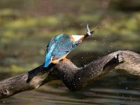 Alcedo atthis 169, IJsvogel, Saxifraga-Luuk Vermeer