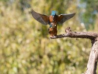 Alcedo atthis 171, IJsvogel, Saxifraga-Luuk Vermeer