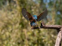 Alcedo atthis 172, IJsvogel, Saxifraga-Luuk Vermeer