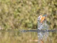 Alcedo atthis 174, IJsvogel, Saxifraga-Luuk Vermeer