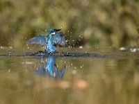 Alcedo atthis 177, IJsvogel, Saxifraga-Luuk Vermeer