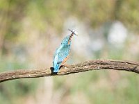 Alcedo atthis 181, IJsvogel, Saxifraga-Luuk Vermeer