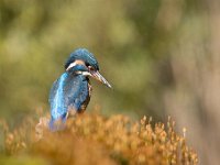 Alcedo atthis 184, IJsvogel, Saxifraga-Luuk Vermeer