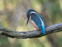 Alcedo atthis 187, IJsvogel, Saxifraga-Luuk Vermeer