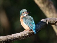 Alcedo atthis 191, IJsvogel, Saxifraga-Luuk Vermeer