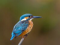 Common European Kingfisher waiting  Common European Kingfisher (Alcedo atthis) perched on a stick above the river and waiting for fish. This sparrow-sized bird has the typical short-tailed, large-headed kingfisher profile; it has blue upperparts, orange underparts and a long bill. : Avian, Netherlands, adult, alcedo, animal, atthis, austria, background, beak, beautiful, beauty, bird, birds, blue, branch, bright, british, color, colorful, common, cres, croatia, cute, europe, fauna, feathers, fishing, france, germany, ijsvogel, isolated, italy, kingfisher, male, natural, nature, perched, photography, portrait, river, sitting, switserland, water, white, wild, wildlife