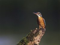 Alcedo atthis 23, IJsvogel, Saxifraga-Mark Zekhuis