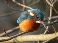 Alcedo atthis 25, IJsvogel, Saxifraga-Joerg Mager