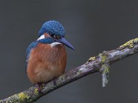 Alcedo atthis 28, IJsvogel, Saxifraga-Mark Zekhuis