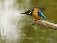 Alcedo atthis 3, IJsvogel, Saxifraga-Mark Zekhuis