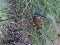 Alcedo atthis 32, IJsvogel, Saxifraga-Mark Zekhuis