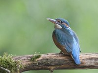 Alcedo atthis 33, IJsvogel, Saxifraga-Mark Zekhuis