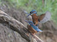 Alcedo atthis 35, IJsvogel, Saxifraga-Mark Zekhuis