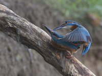 Alcedo atthis 41, IJsvogel, Saxifraga-Mark Zekhuis